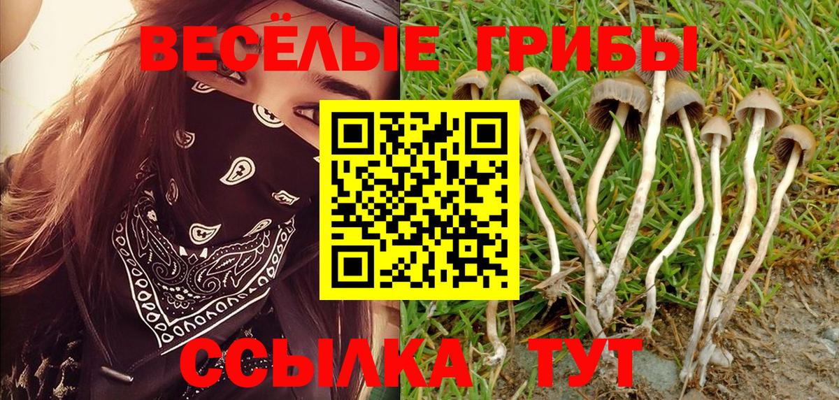 Псилоцибиновые грибы Psilocybine cubensis Вязники